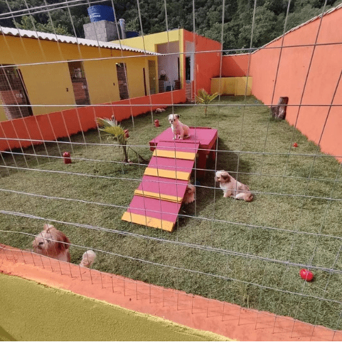 canilfilhotescriamores003.webp