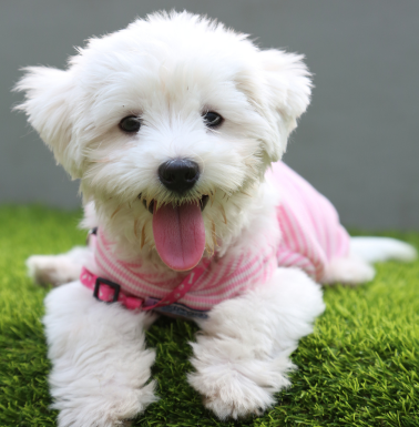 design sem nome (14)